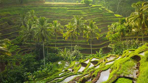 Tegalalang Rice Terrace, Bali