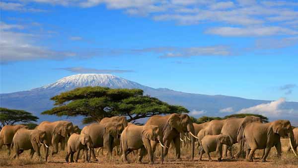 Wildlife, Kenya